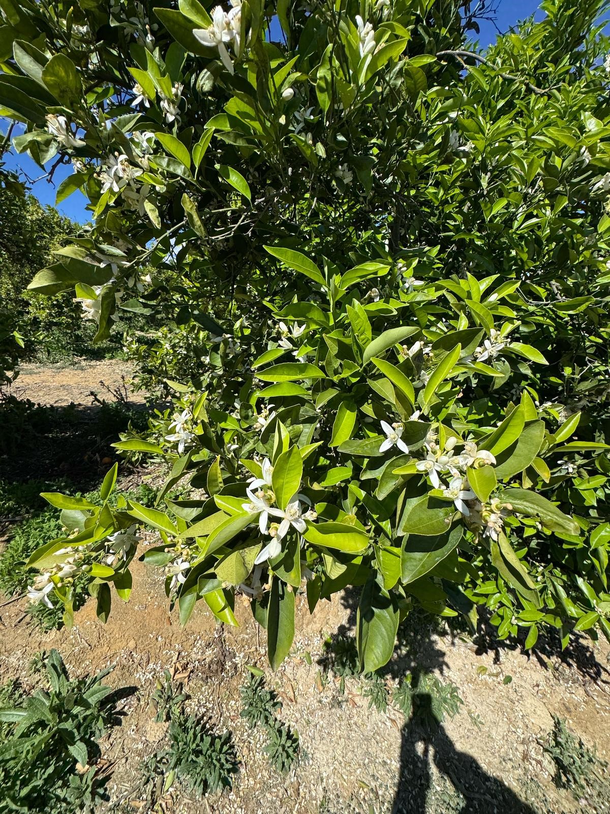 arbol en flor