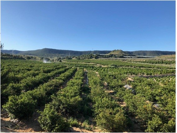 campo cultivado de olivos