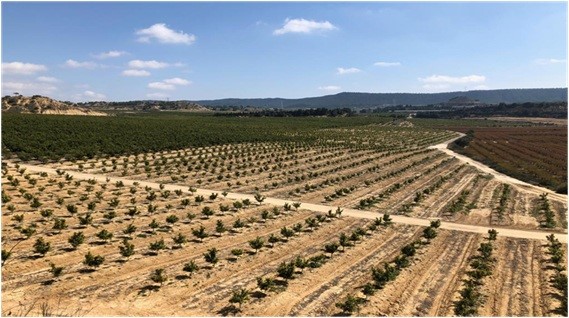 campo cultivado